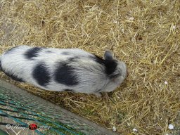 Ostersonntagspaziergang durch den Böhmischen Prater